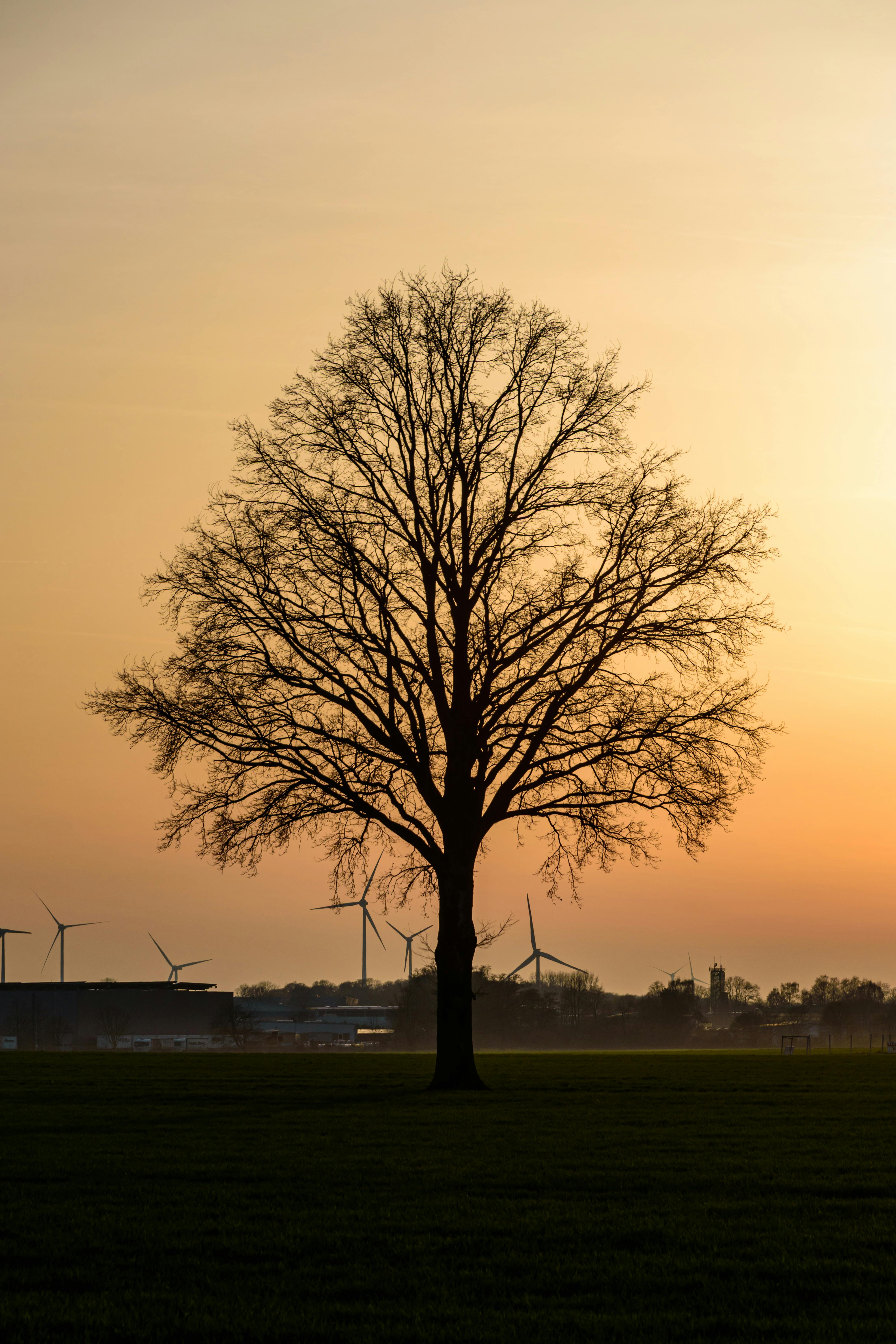 ingyenes Egy magányos fa és szélturbinák sziluettjei a naplemente előtt Coesfeldben, Németországban. Stockfotó