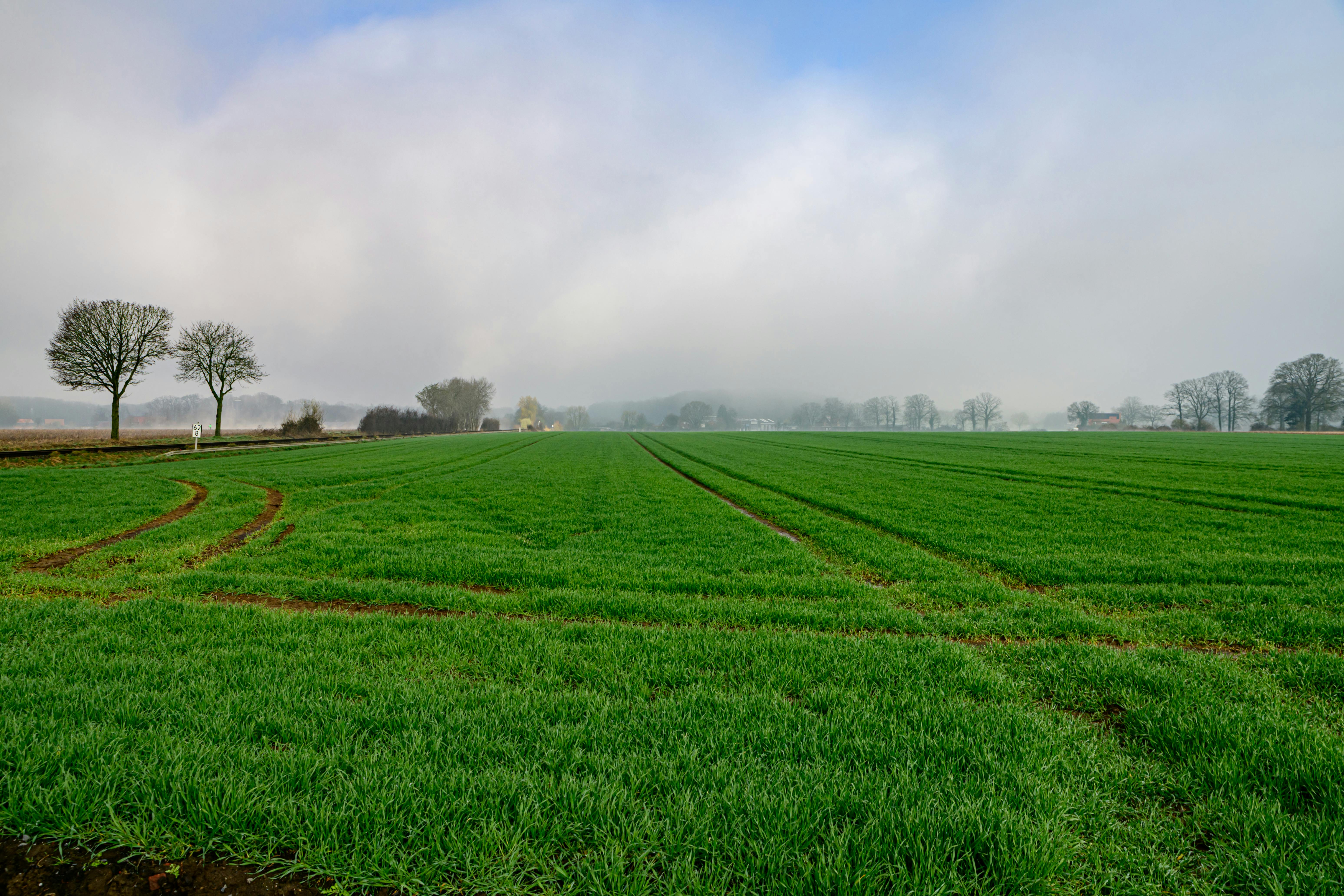 免費 德國科斯費爾德，霧氣繚繞的天空下，綠茵的田野上樹木蔥鬱，是自然主題活動的完美場所。 圖庫相片