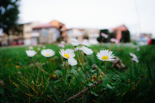 Free Close-up of daisies blooming on a grassy lawn in Ohrid, North Macedonia, showcasing the beauty of nature in spring. Stock Photo