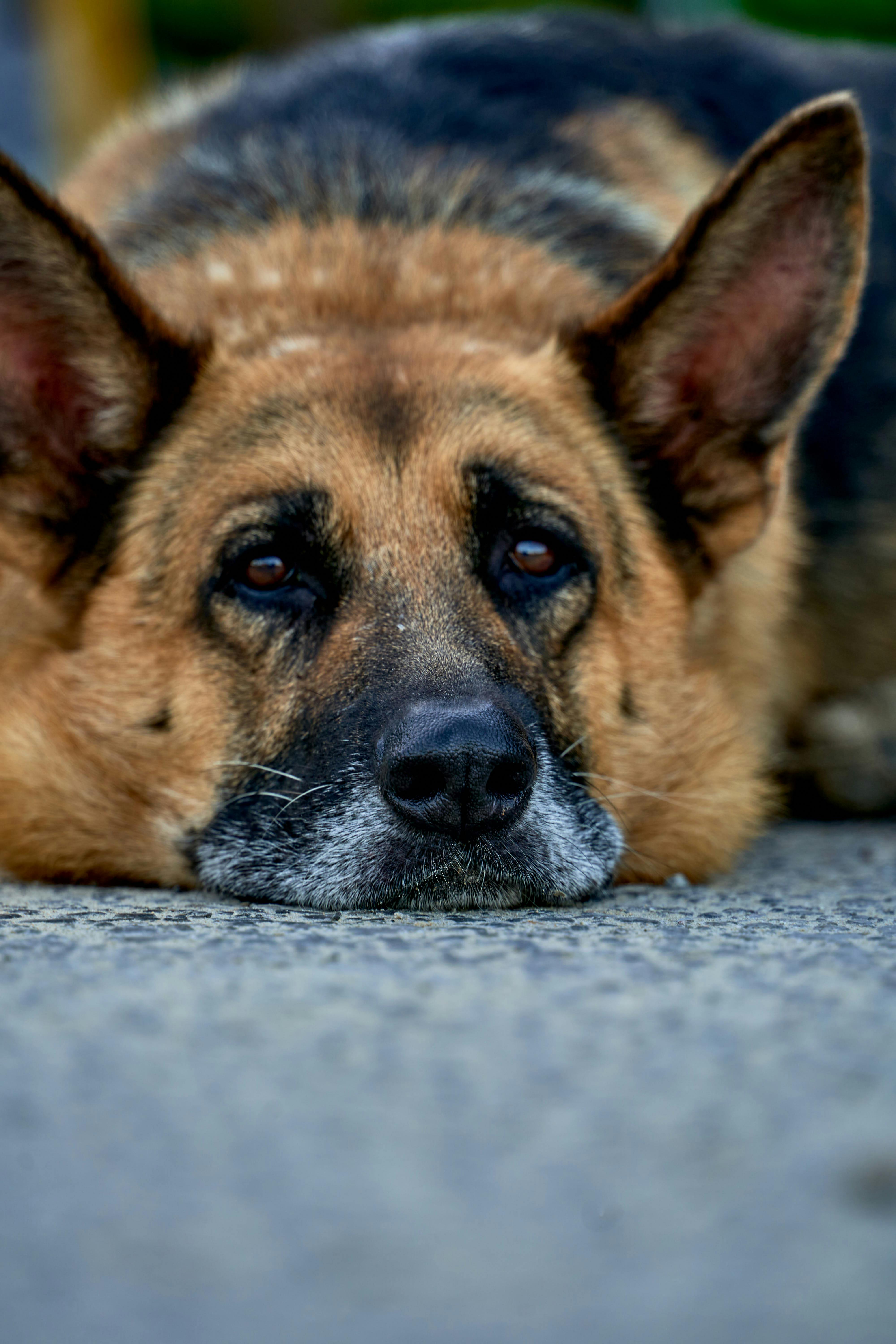 免费 在西班牙利亚内斯，一只德国牧羊犬躺在地上休息，这是它的特写镜头。 素材图片