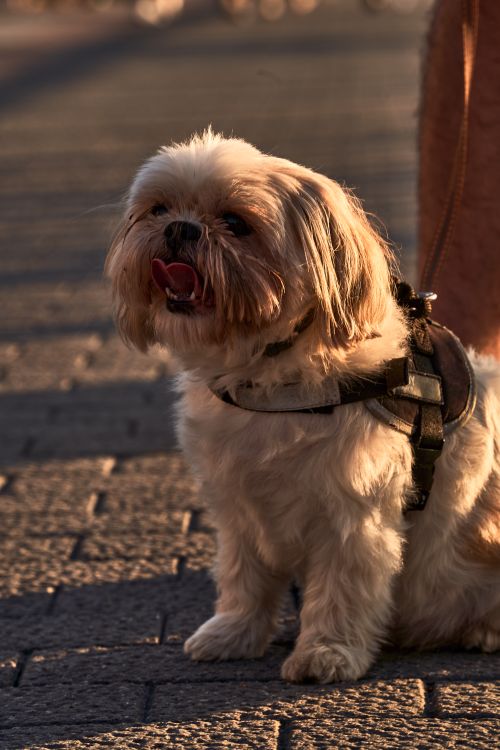 Free Charming Shih Tzu dog wearing a harness, enjoying a leisurely walk on a sunset-lit promenade in Llanes, Spain. Stock Photo