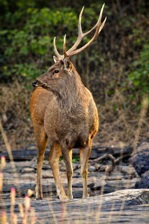 Free A serene image of a deer standing amidst a forest in Madhya Pradesh, India, showcasing wildlife beauty. Stock Photo