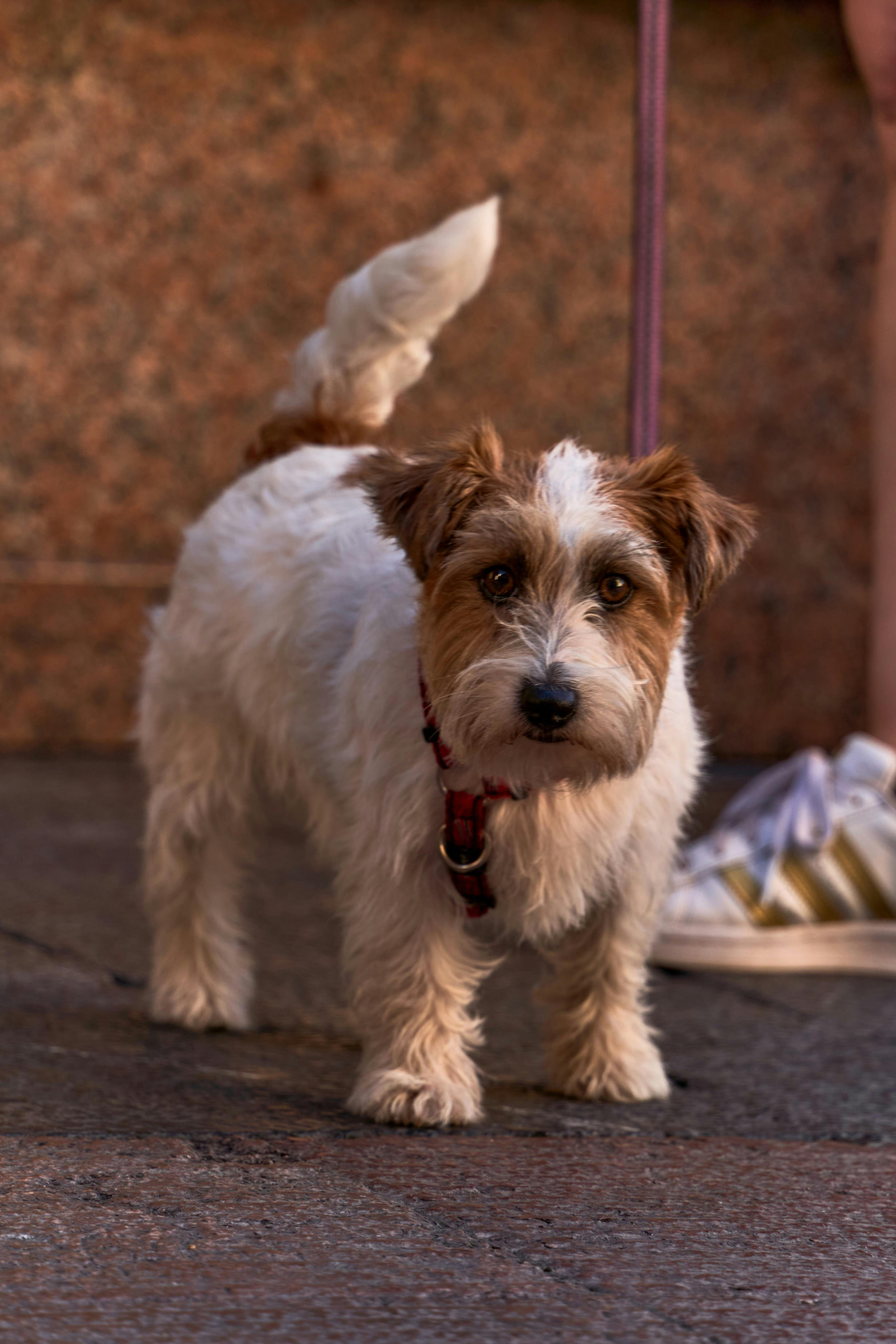 ingyenes Imádnivaló terrier kutya pórázon, kint állva Llanesben, Spanyolországban, tökéletes állatbarátoknak. Stockfotó