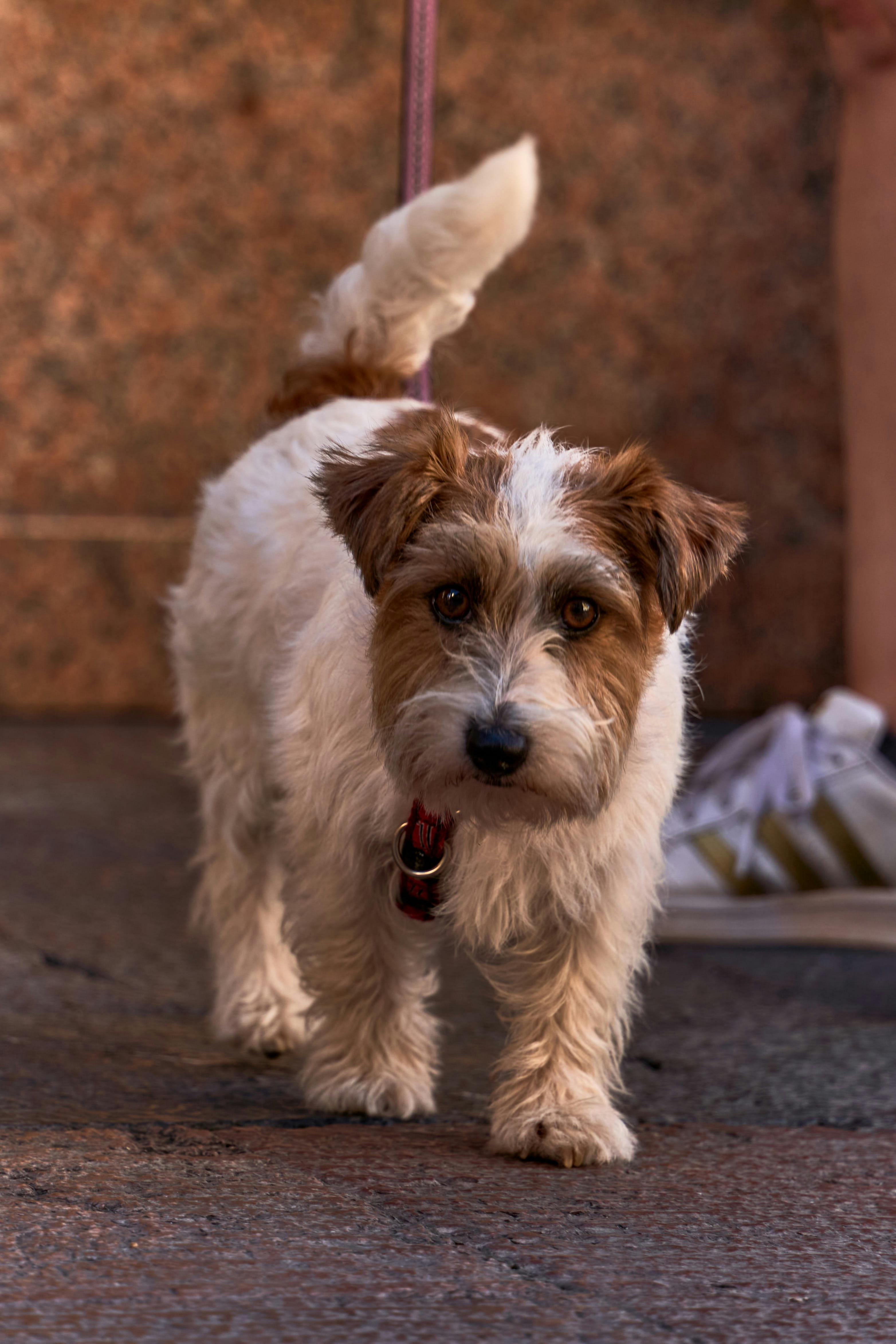 ingyenes Egy aranyos Jack Russell Terrier pórázon sétál a szabadban. Ideális állatbarátoknak. Stockfotó