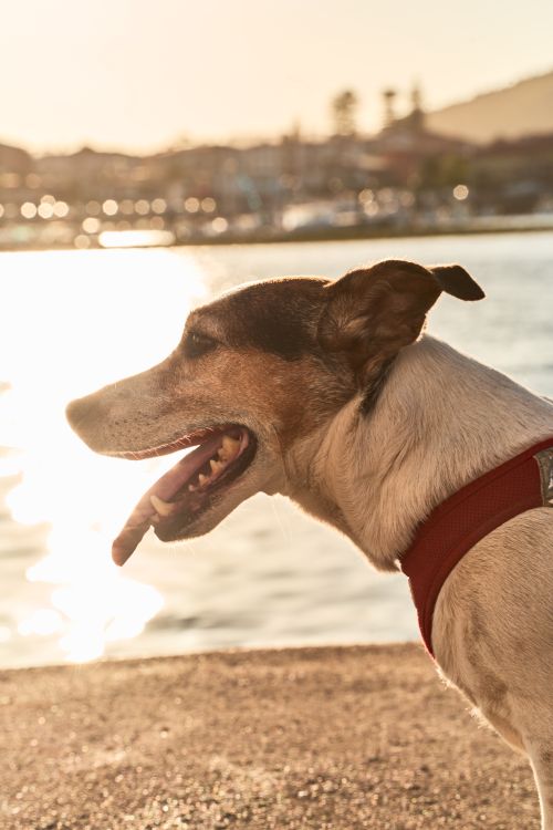 Free A dog in a red harness by the seaside at sunset in Llanes, Spain. Stock Photo
