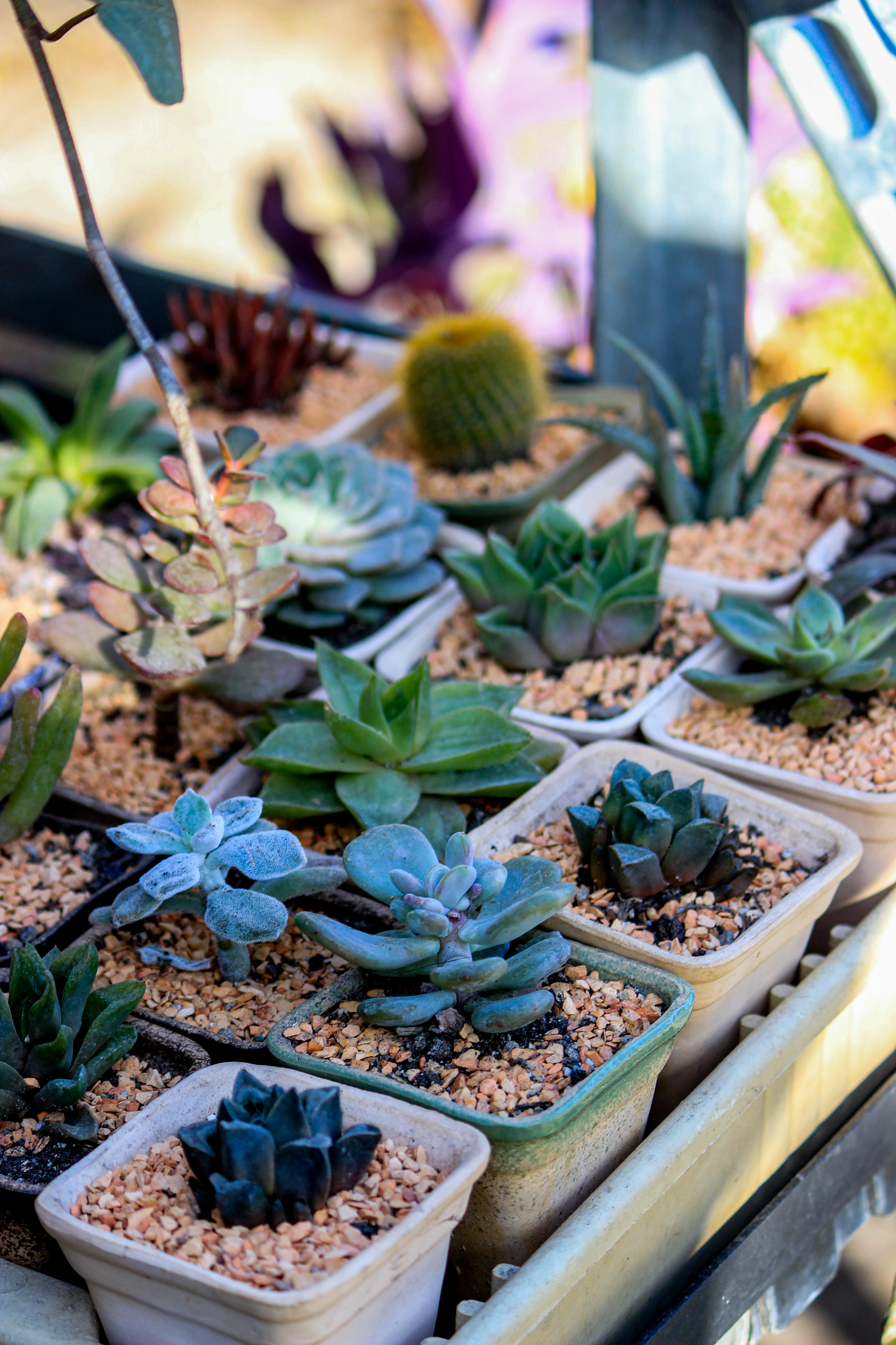 ฟรี จัดวางไม้อวบน้ำและกระบองเพชรหลากสีสันในกระถางบนสวนระเบียงที่มีแดดส่องถึง คลังภาพถ่าย