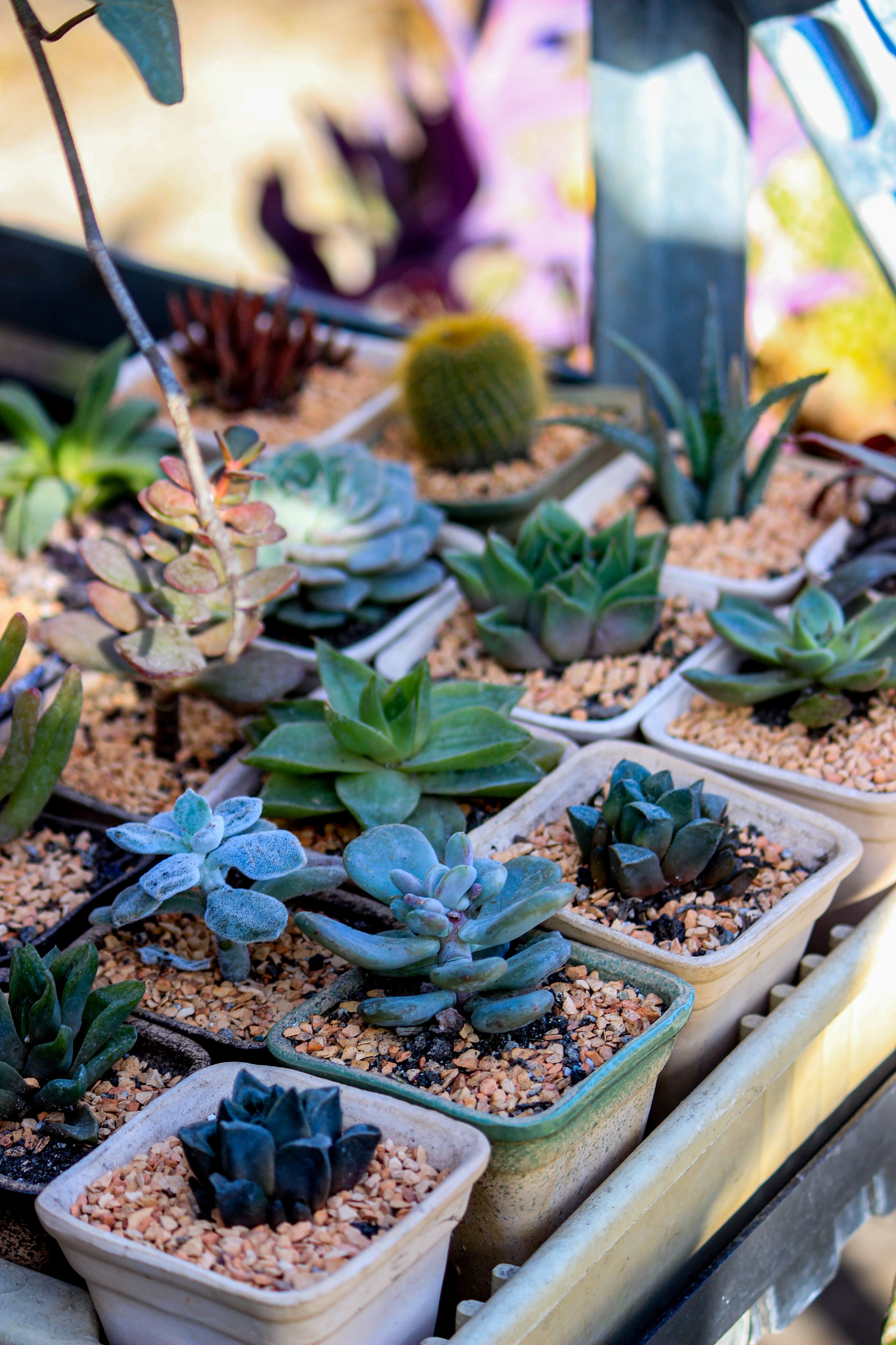 miniature fake succulents 5" Baby Echeveria Assortment (3 ea/bag) Green 12 pieces CE1001-GR
