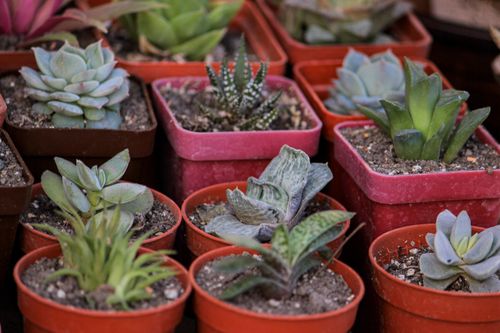Free A vibrant collection of various succulents in small pots, perfect for home decor and gardening enthusiasts. Stock Photo