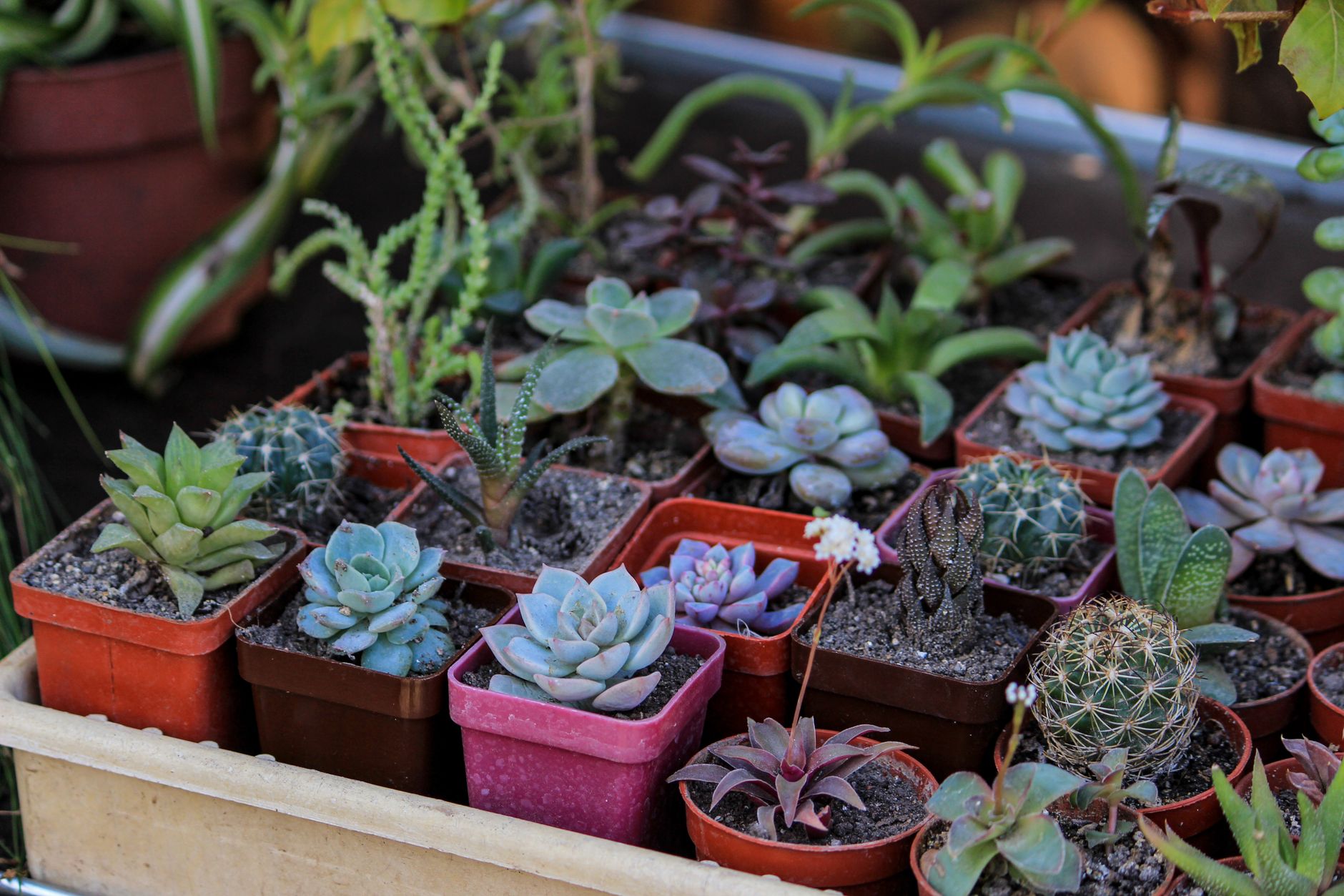 Cactuși la Timișoara: Colecționari aduc plante gratuite