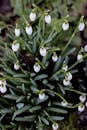 Beautiful Galanthus Flowers in Early Spring