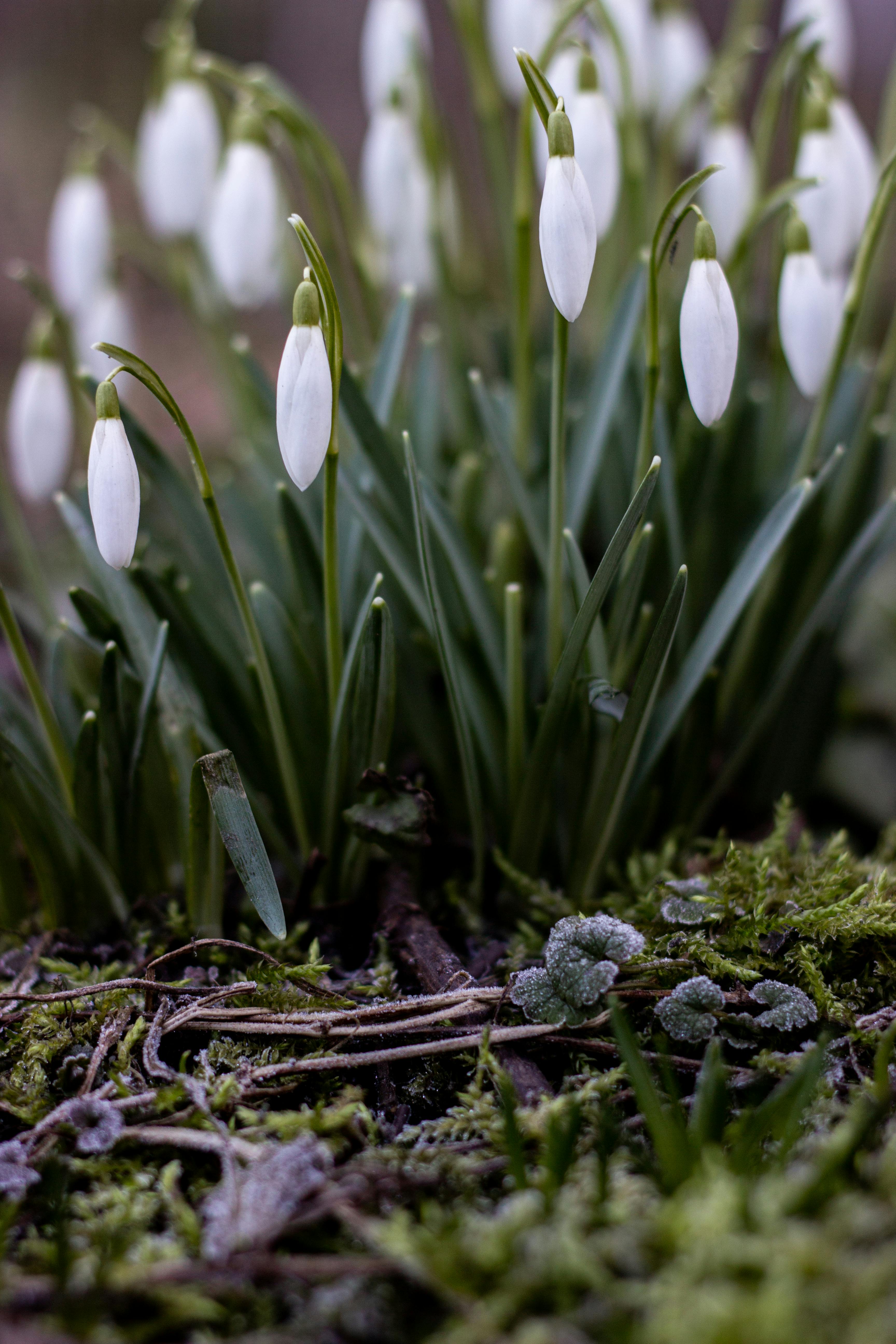 ฟรี ภาพระยะใกล้ของดอกกะลันทัสที่กำลังบานสะพรั่งในป่าช่วงต้นฤดูใบไม้ผลิ คลังภาพถ่าย