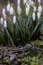Blooming Galanthus in Spring Woodland