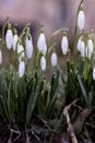 Close-Up of Snowdrops in Early Spring Garden