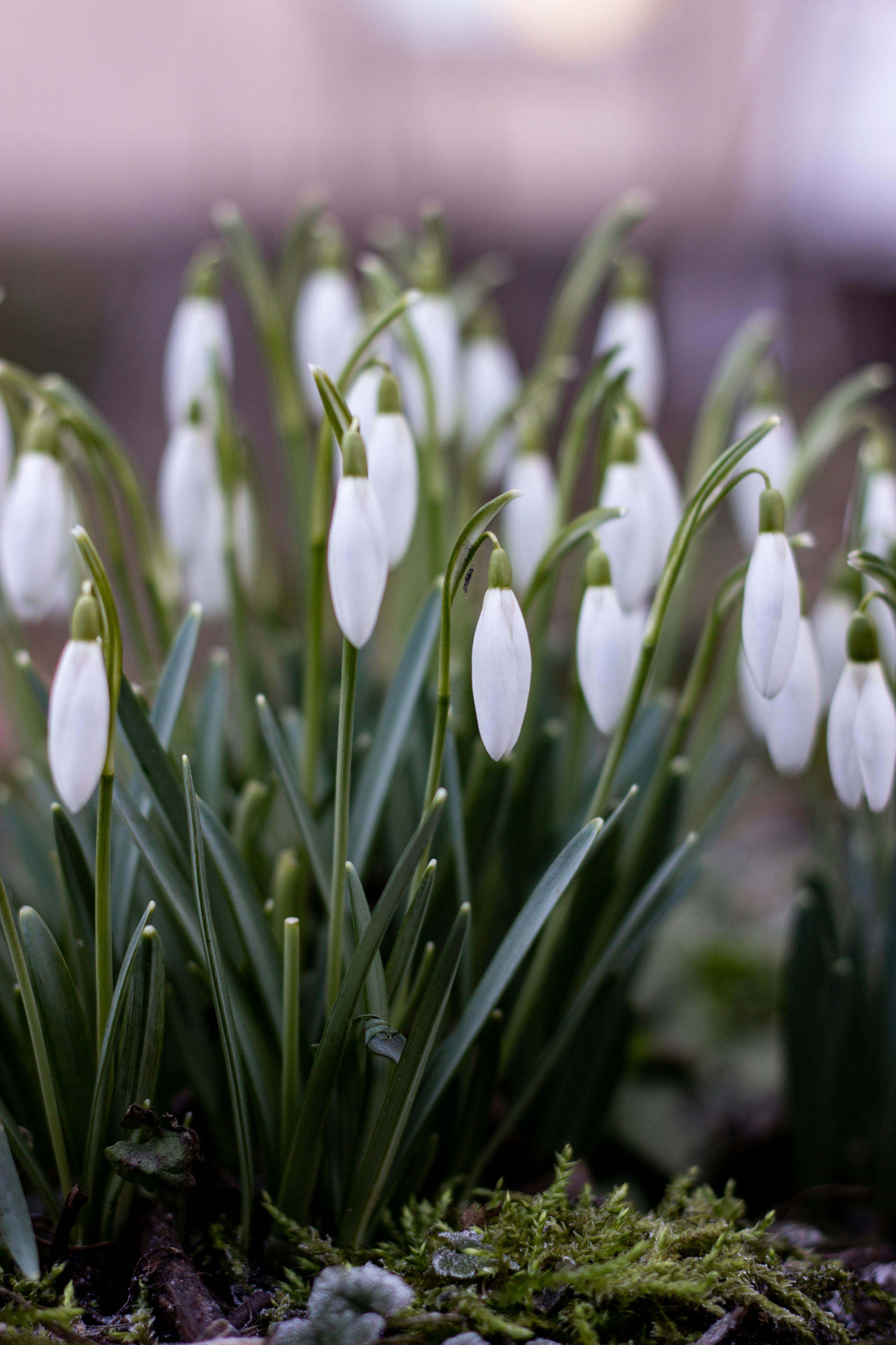 ฟรี คลังภาพถ่ายฟรี ของ galanthus, กระเปาะ, กลางแจ้ง คลังภาพถ่าย