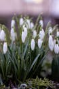 Close-up of Snowdrop Flowers in Bloom