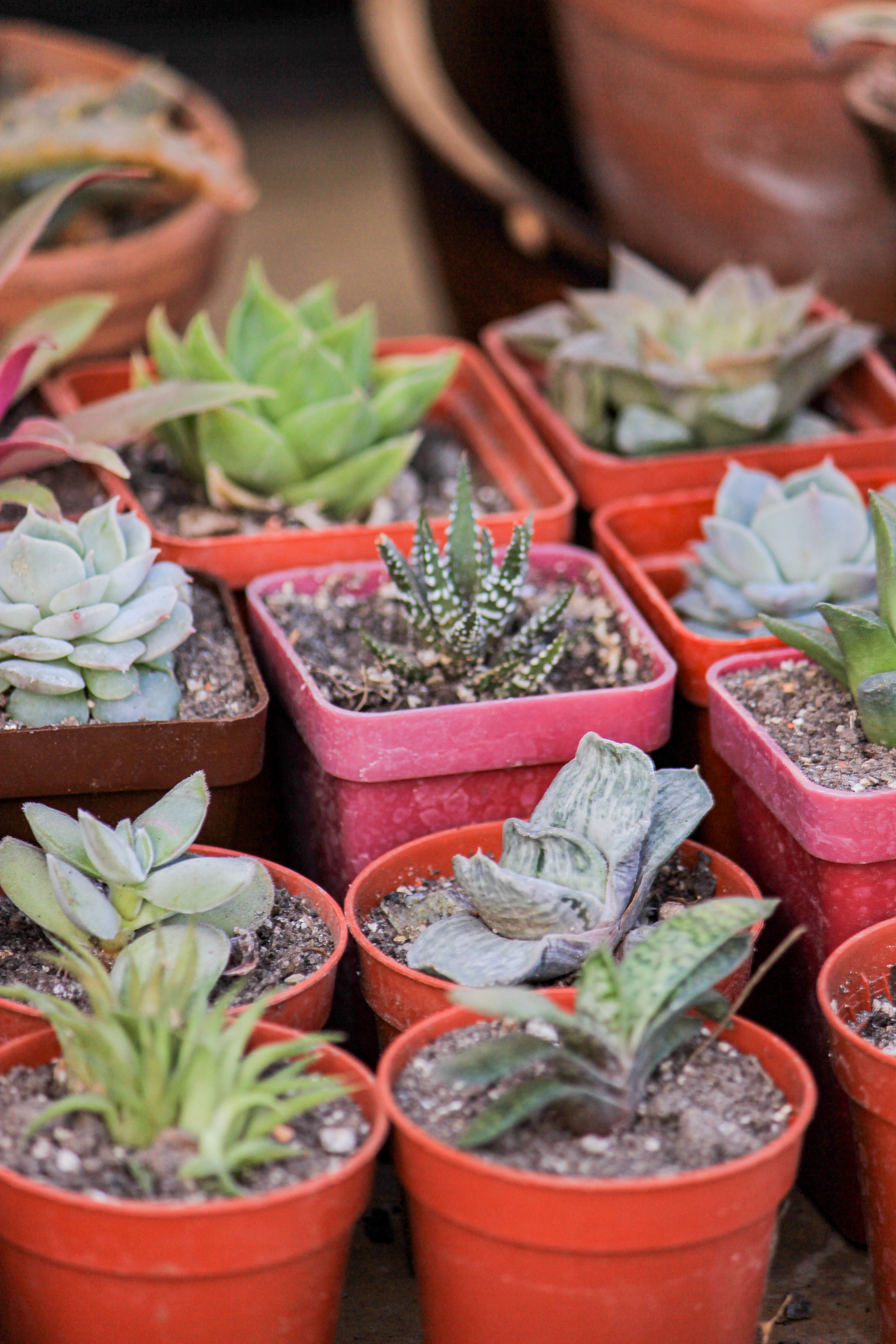 Boho Party Favors (Mini Succulents) birthday party idea