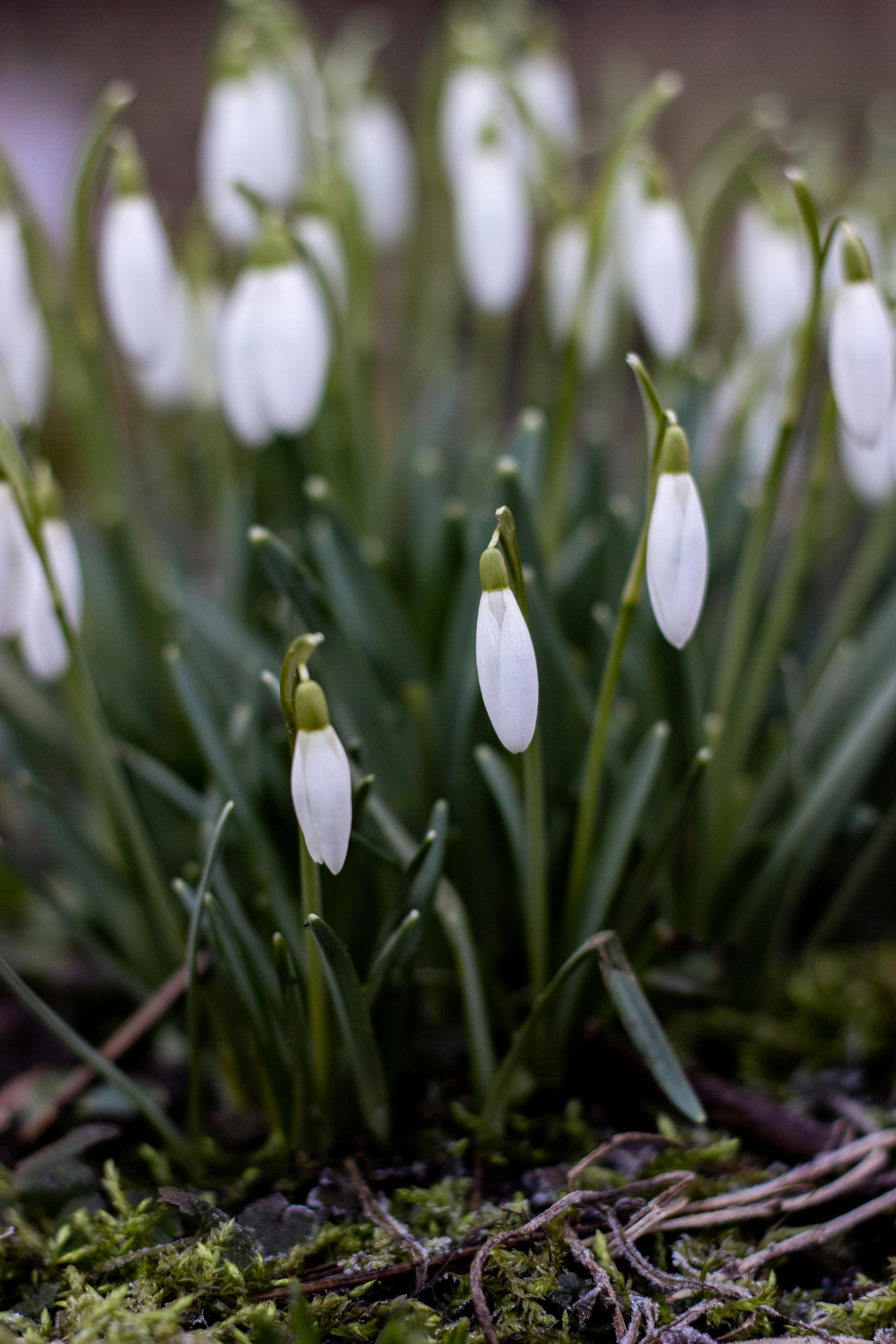ฟรี ภาพระยะใกล้ของดอกสโนว์ดรอป (Galanthus) ที่บานสะพรั่งในช่วงต้นฤดูใบไม้ผลิ ซึ่งเป็นสัญลักษณ์ของการเริ่มต้นใหม่ คลังภาพถ่าย