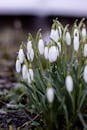 Early Spring Snowdrops in Bloom Outdoors