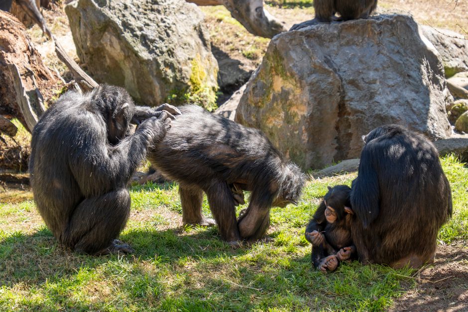 Grupo de chimpancés socializando en el hábitat iluminado por el sol de Bioparc Valencia, España.