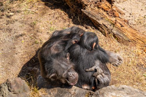 Free A heartwarming scene of a chimpanzee family cuddling in Valencia Zoo, Spain. Stock Photo