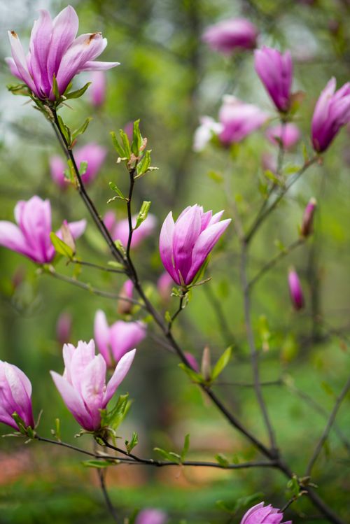 Free Close-up of pink magnolia flowers blooming on a branch against a soft-focus spring background. Stock Photo