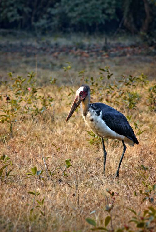 Free A Marabou Stork stands gracefully in the wild grasslands of Tala, Madhya Pradesh. Stock Photo