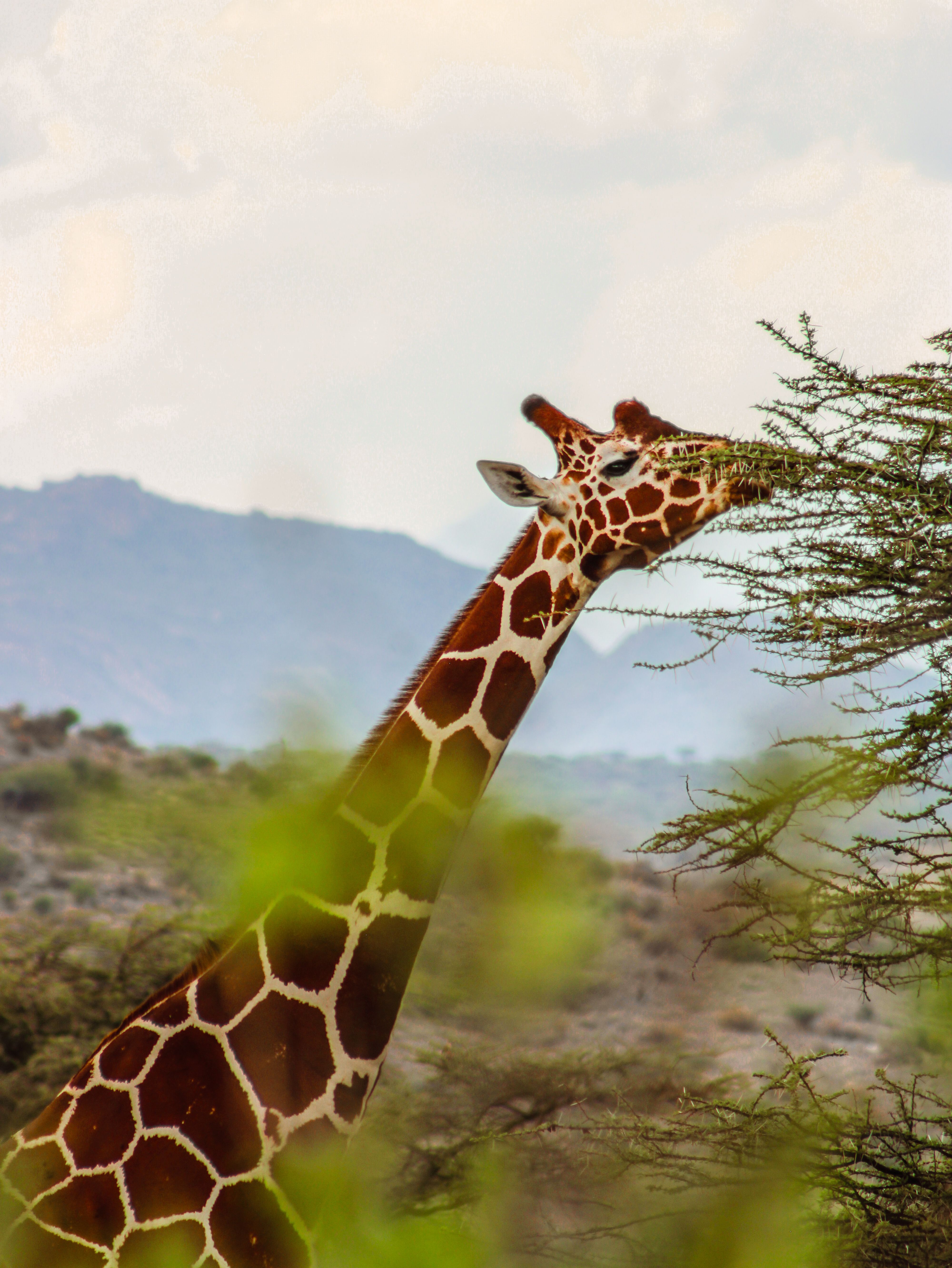 Kenya — Where To Next? destination poster