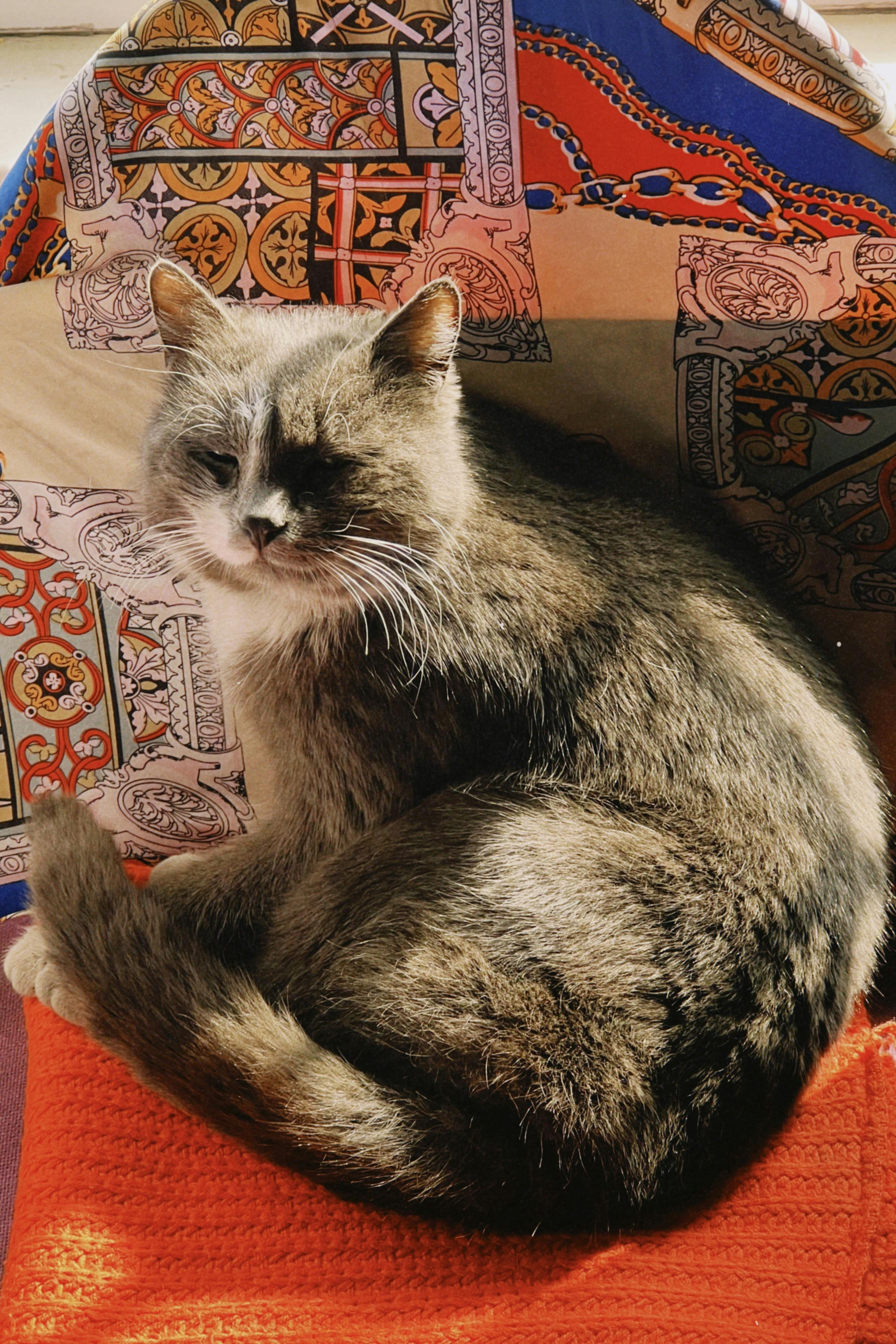 ingyenes Egy cirmos macska élénk mintás textíliákon pihen, miközben a meleg napfényben sütkérez a lakásban. Stockfotó