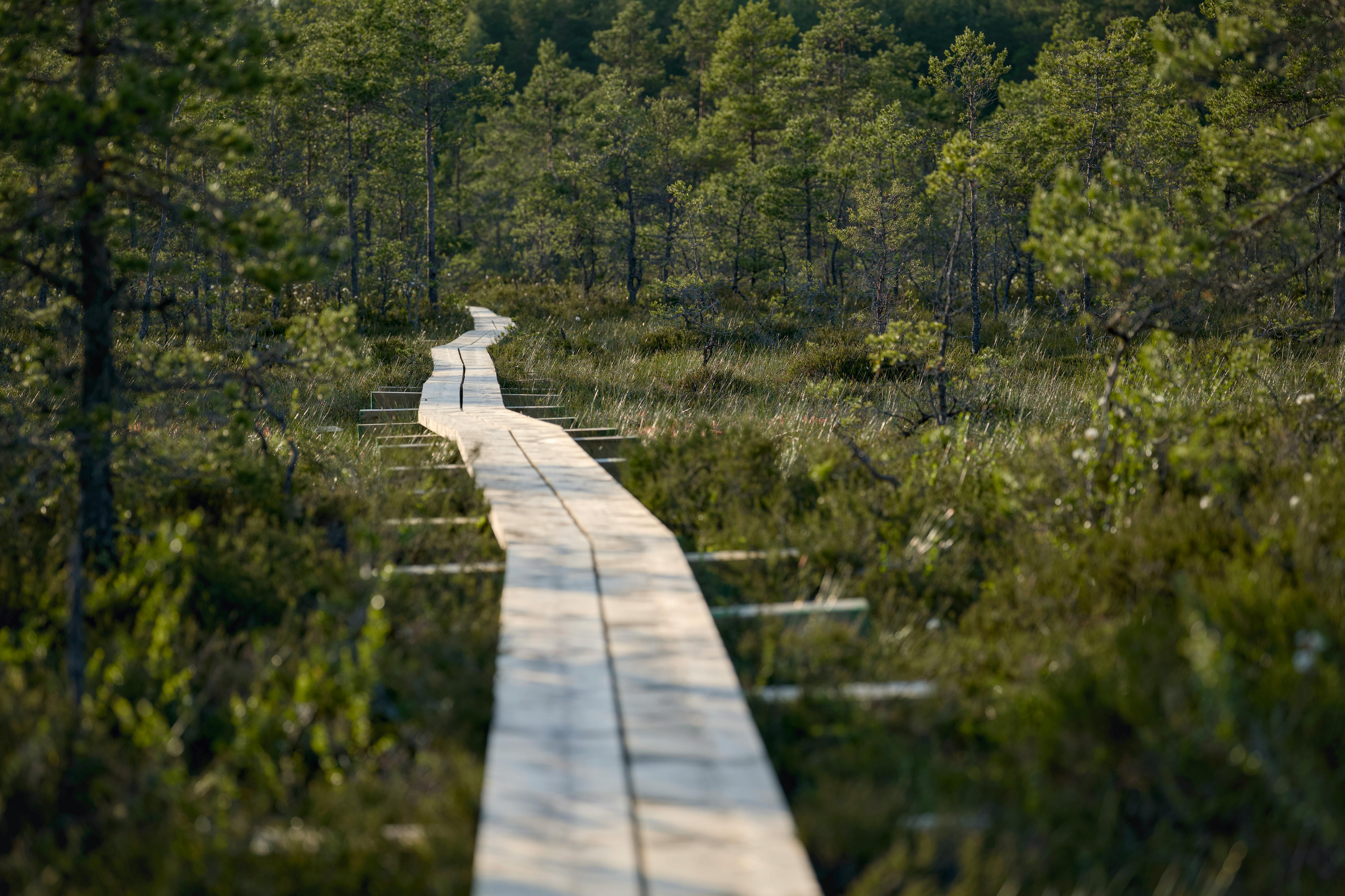 micro niche travel off‑the‑beaten‑path trips — Photo by Lauri Poldre on Pexels