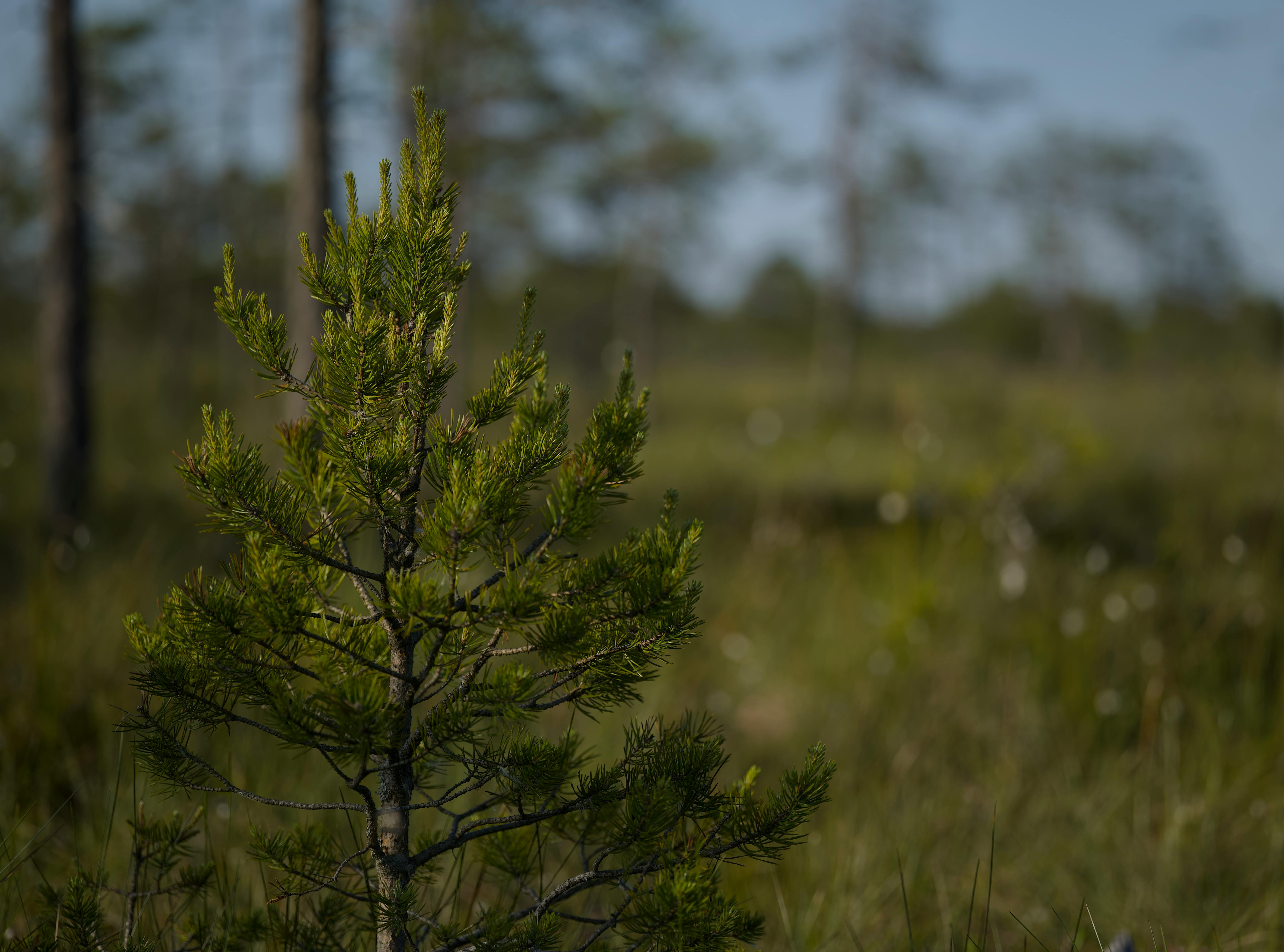 ฟรี ต้นสนอ่อนเจริญเติบโตได้ดีในพื้นที่โล่งในป่าที่มีแสงแดดส่องถึง โดยมีฉากหลังเป็นธรรมชาติที่ดูพร่ามัว คลังภาพถ่าย