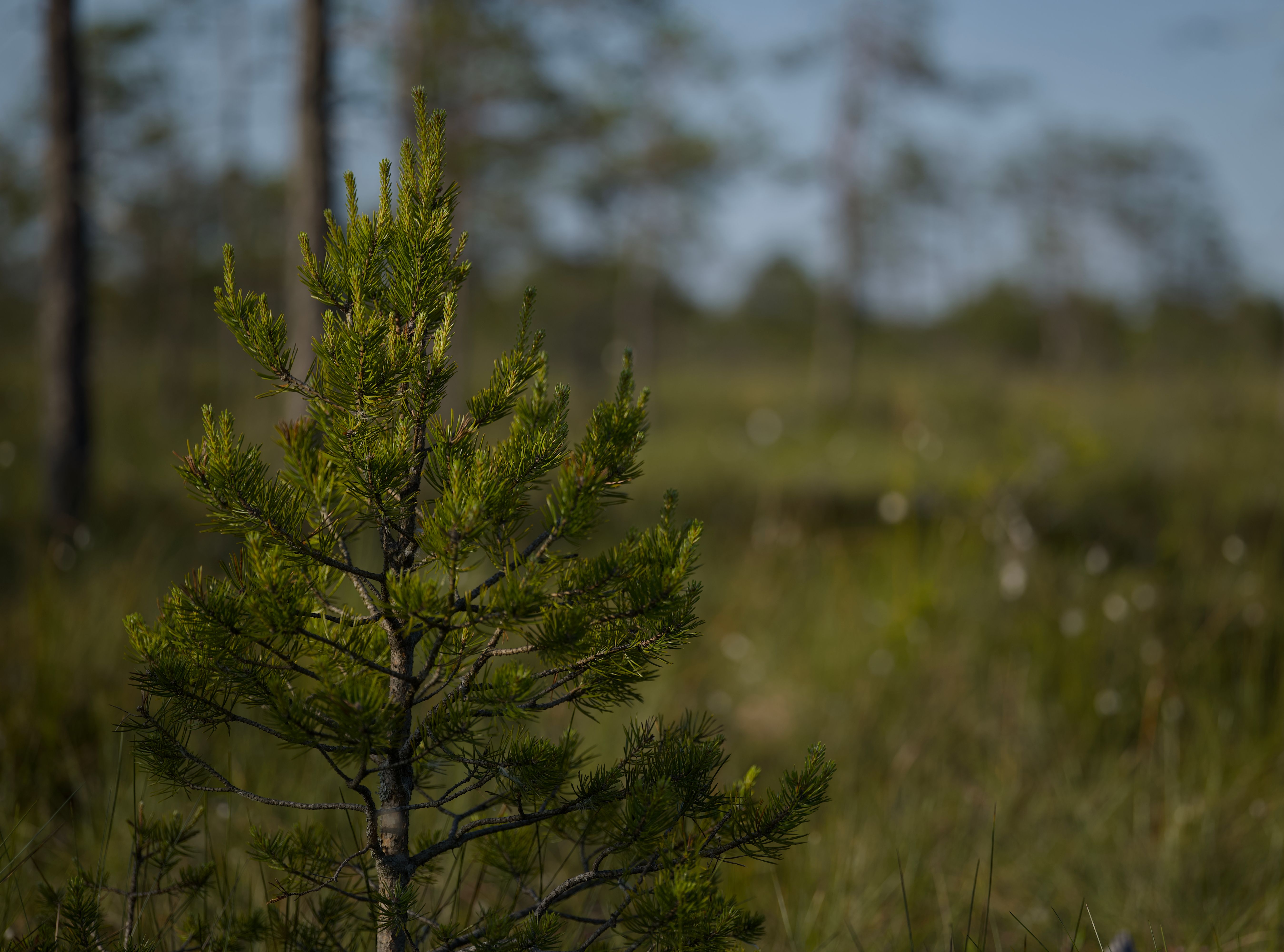 Young Pine Tree in Sunlit Forest Clearing · Free Stock Photo