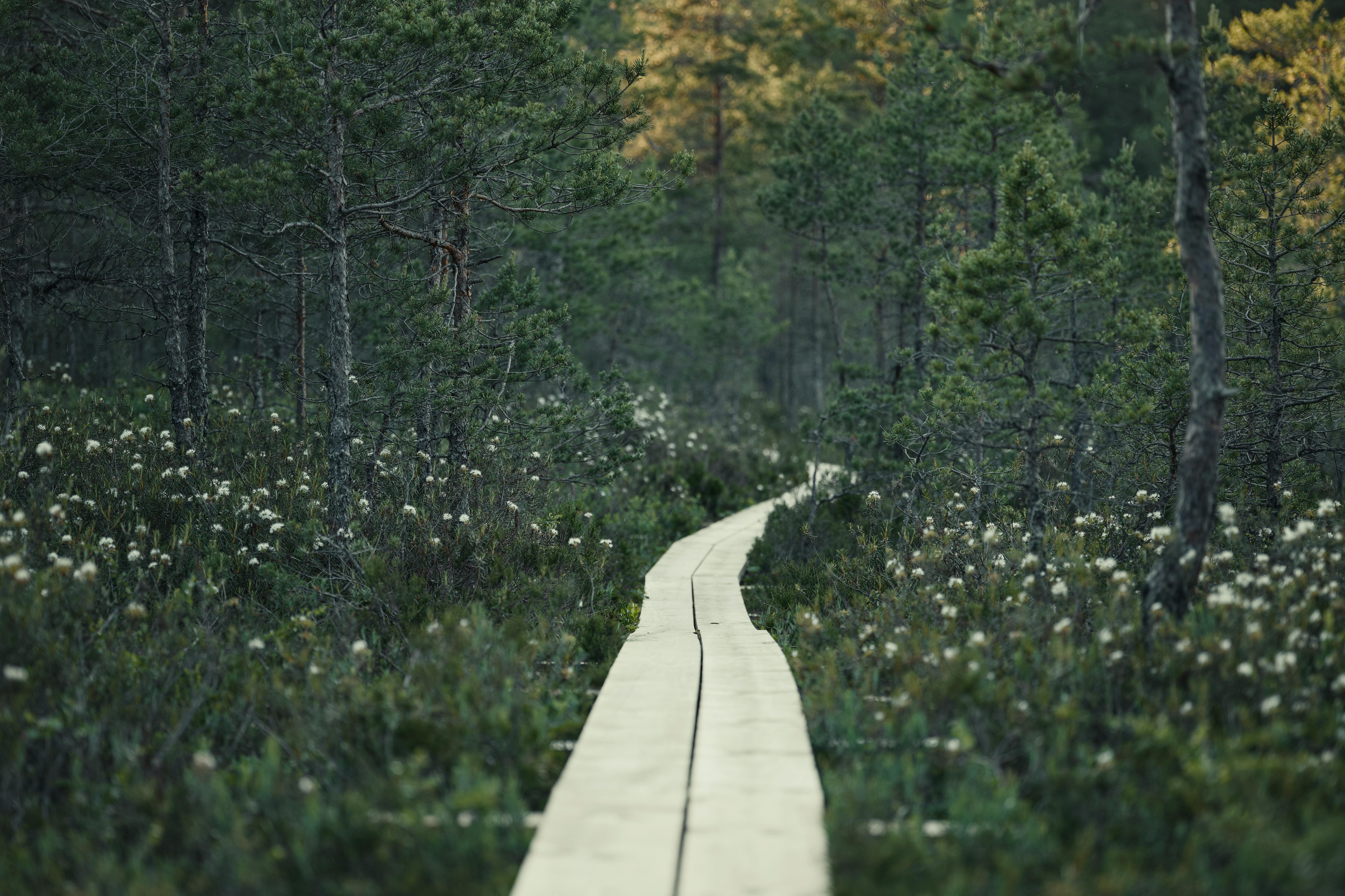 Безкоштовне Спокійний дерев'яний настил, що звивається крізь пишний зелений ліс у спокійний день. стокове фото
