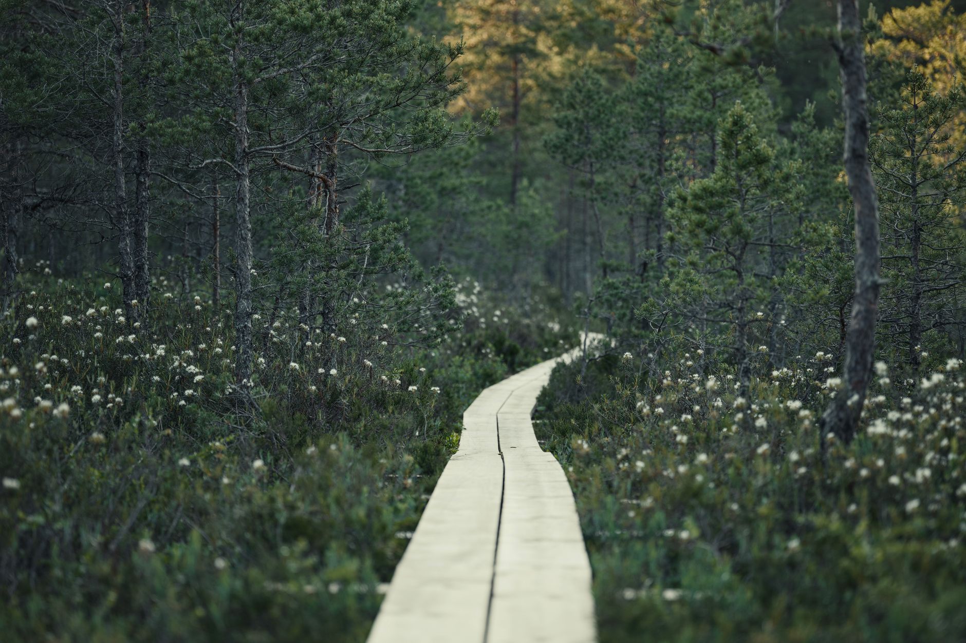 Boardwalk and watchtower over Viru Bog in Lahemaa National Park