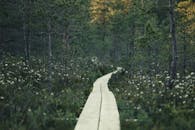 Serene Wooden Boardwalk Through Lush Forest