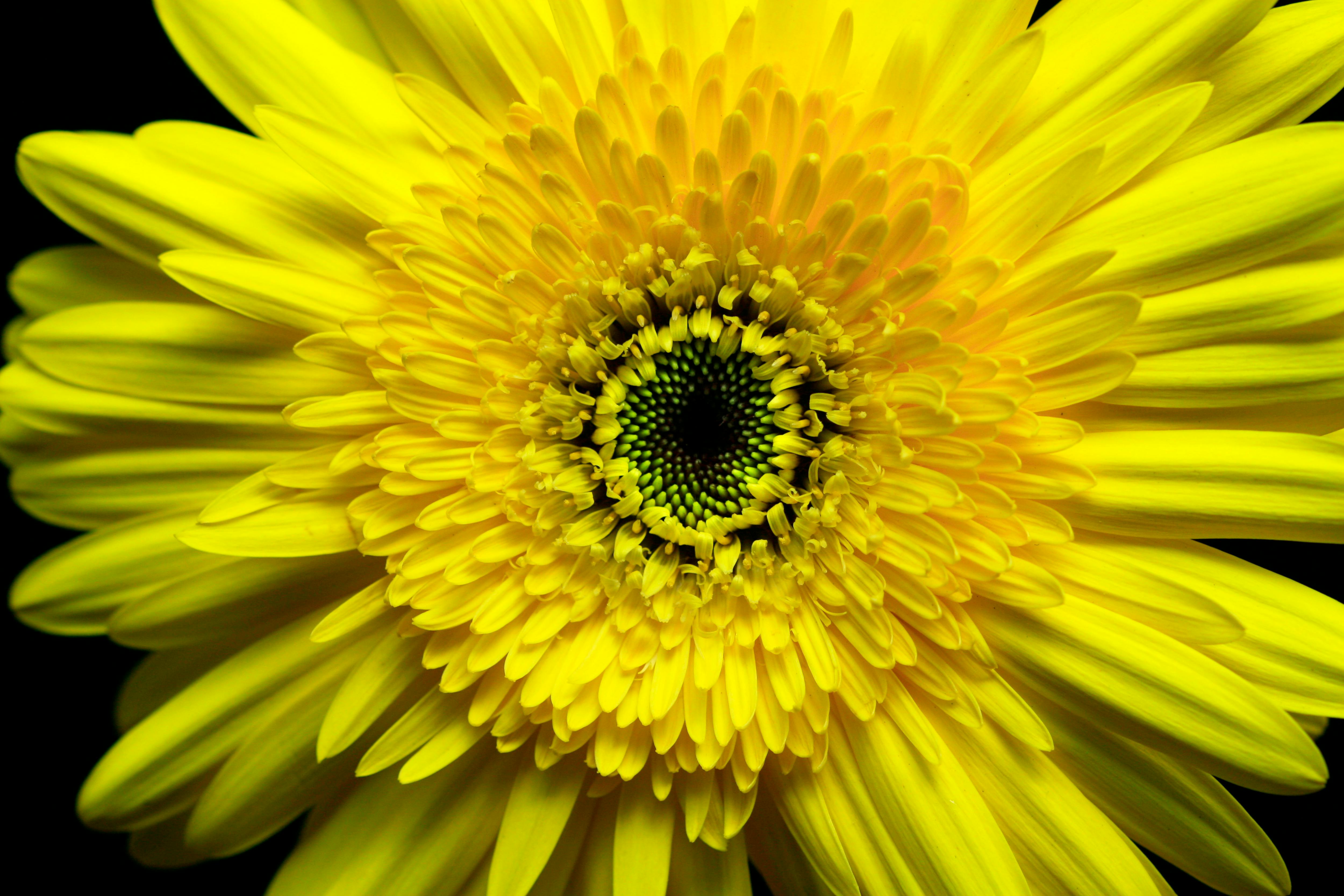 ingyenes Közeli kép egy élénk sárga gerberáról, amely bemutatja bonyolult sziromszerkezetét. Stockfotó