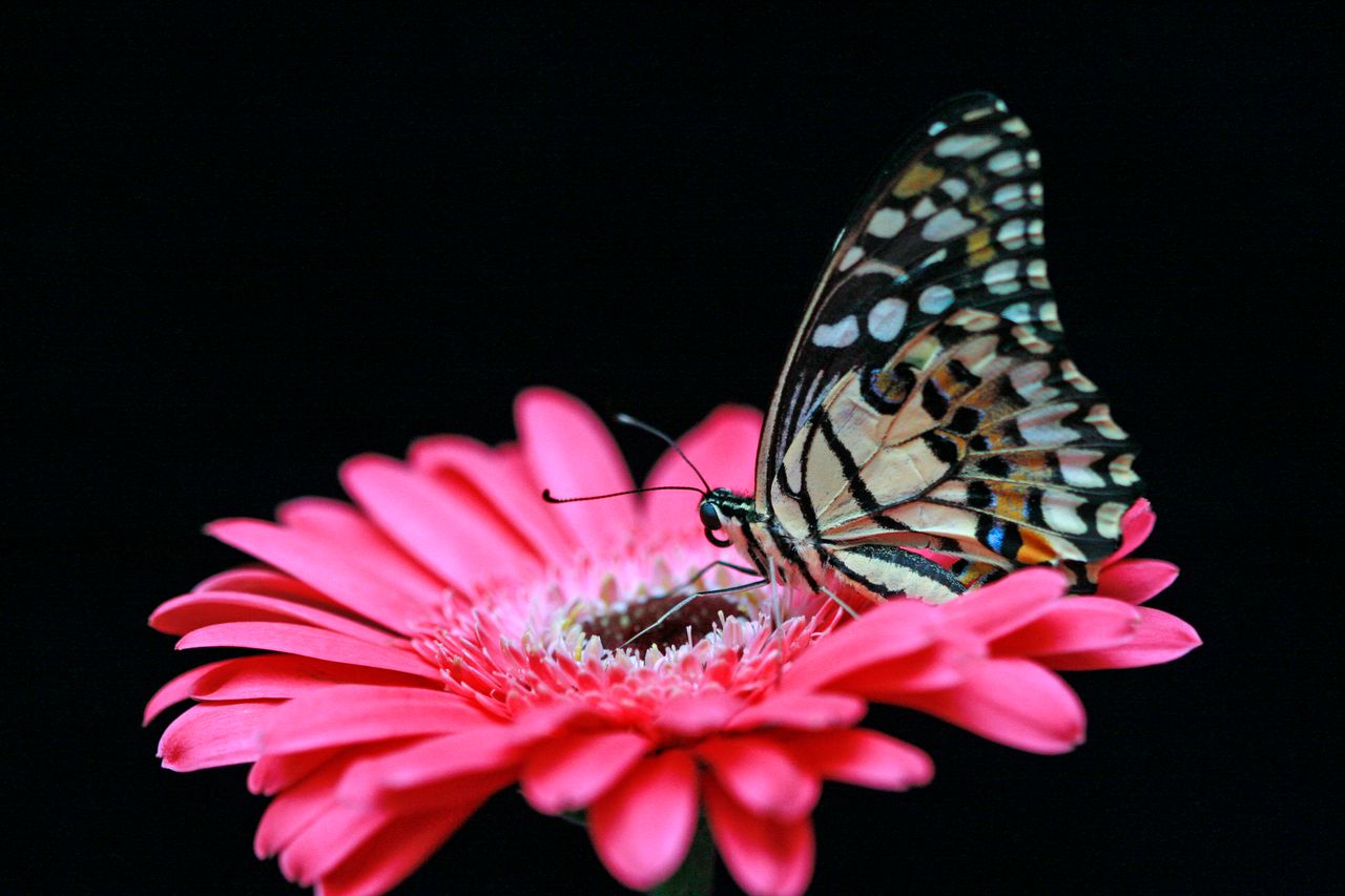 colorful butterfly on a vivid pink gerbera flower against a dark backd