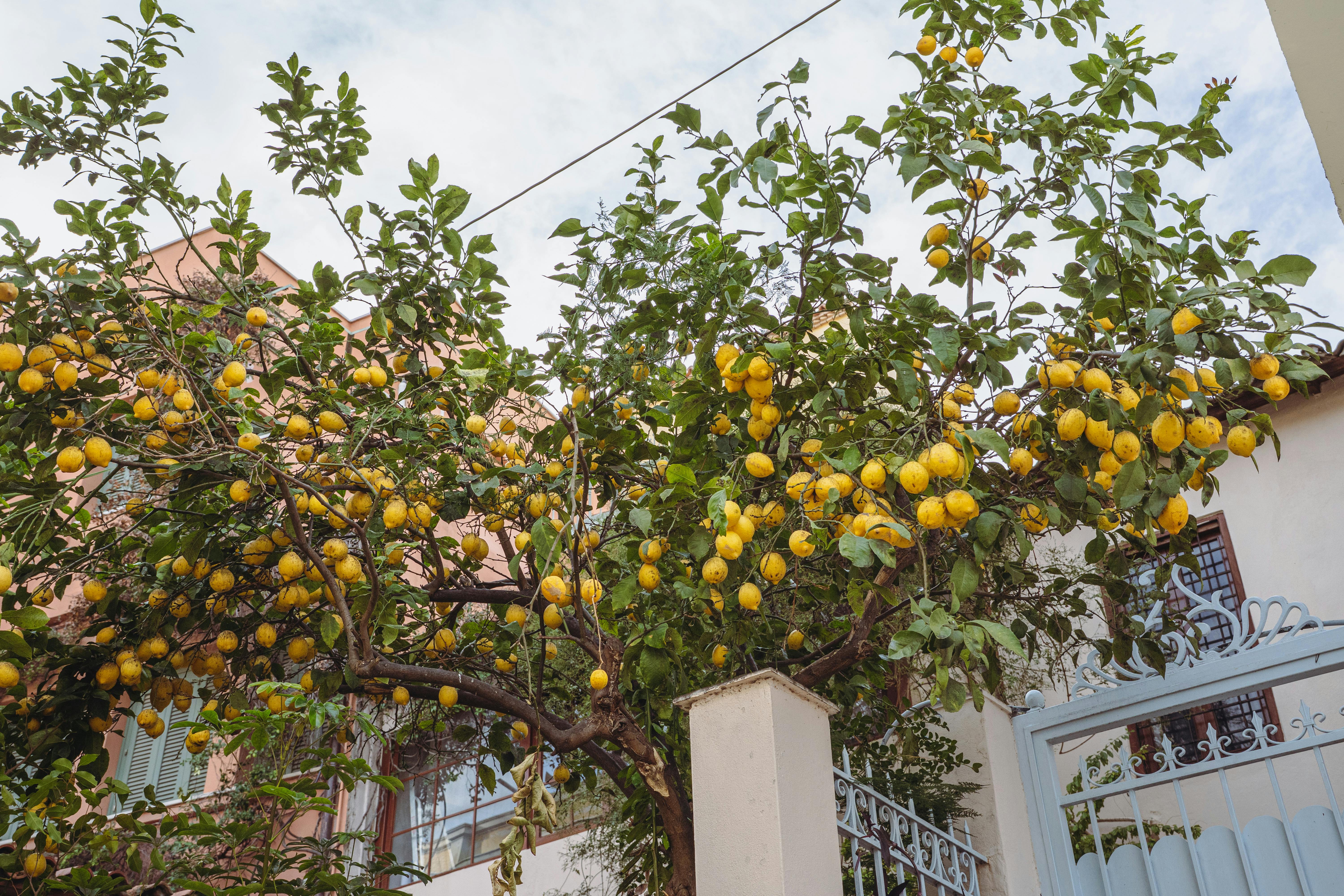 Безкоштовне Пишне лимонне дерево, обтяжене стиглими лимонами, на задньому дворі житлового будинку. стокове фото