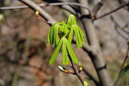 Free Fresh green leaves budding on a tree branch in spring, Meran, Italy. Stock Photo