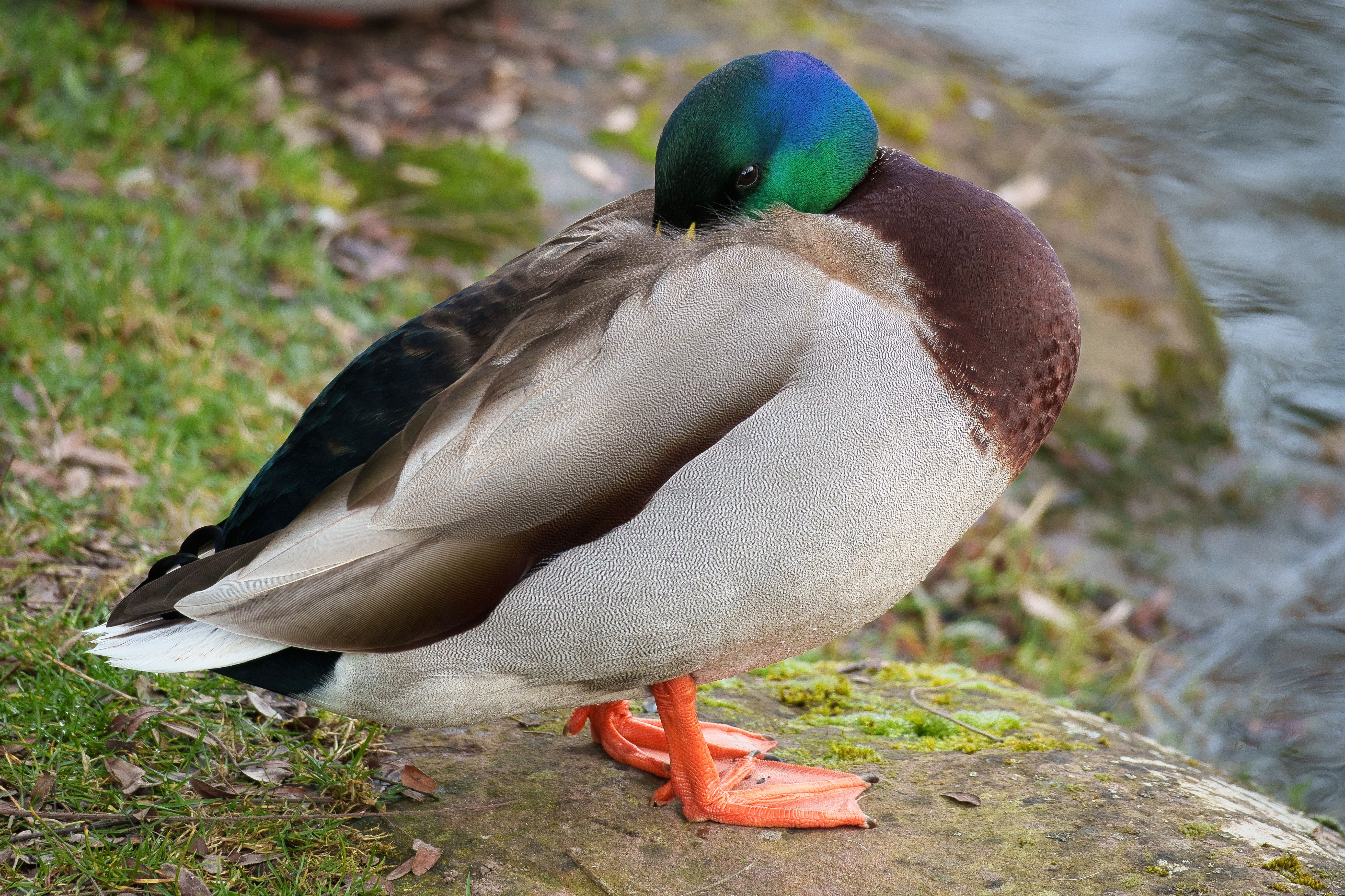 Gros Plan D'un Canard Colvert Lissant Ses Plumes En Extérieur · Photo ...
