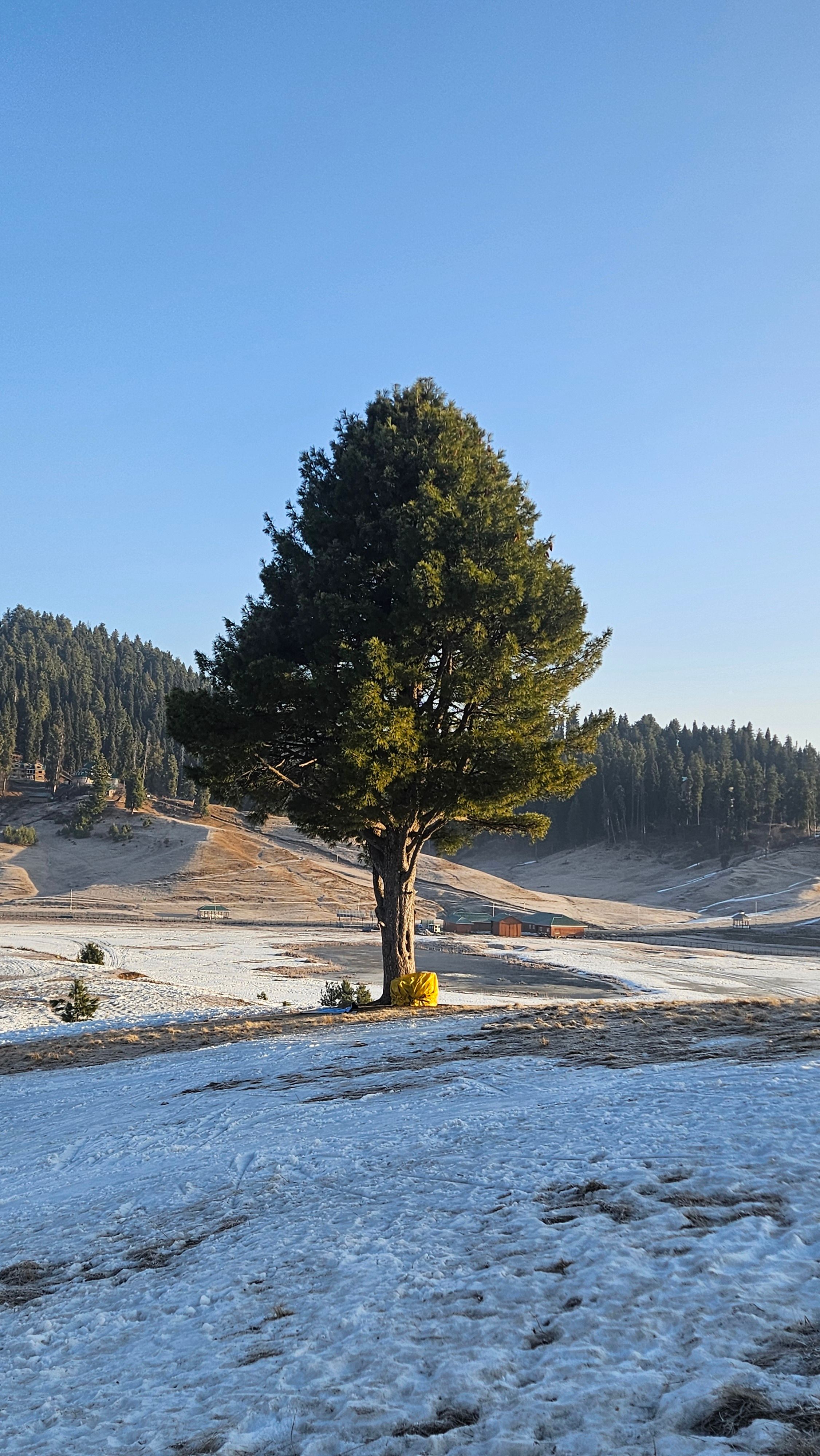 Serene Tree in Misty Mountain Landscape · Free Stock Photo