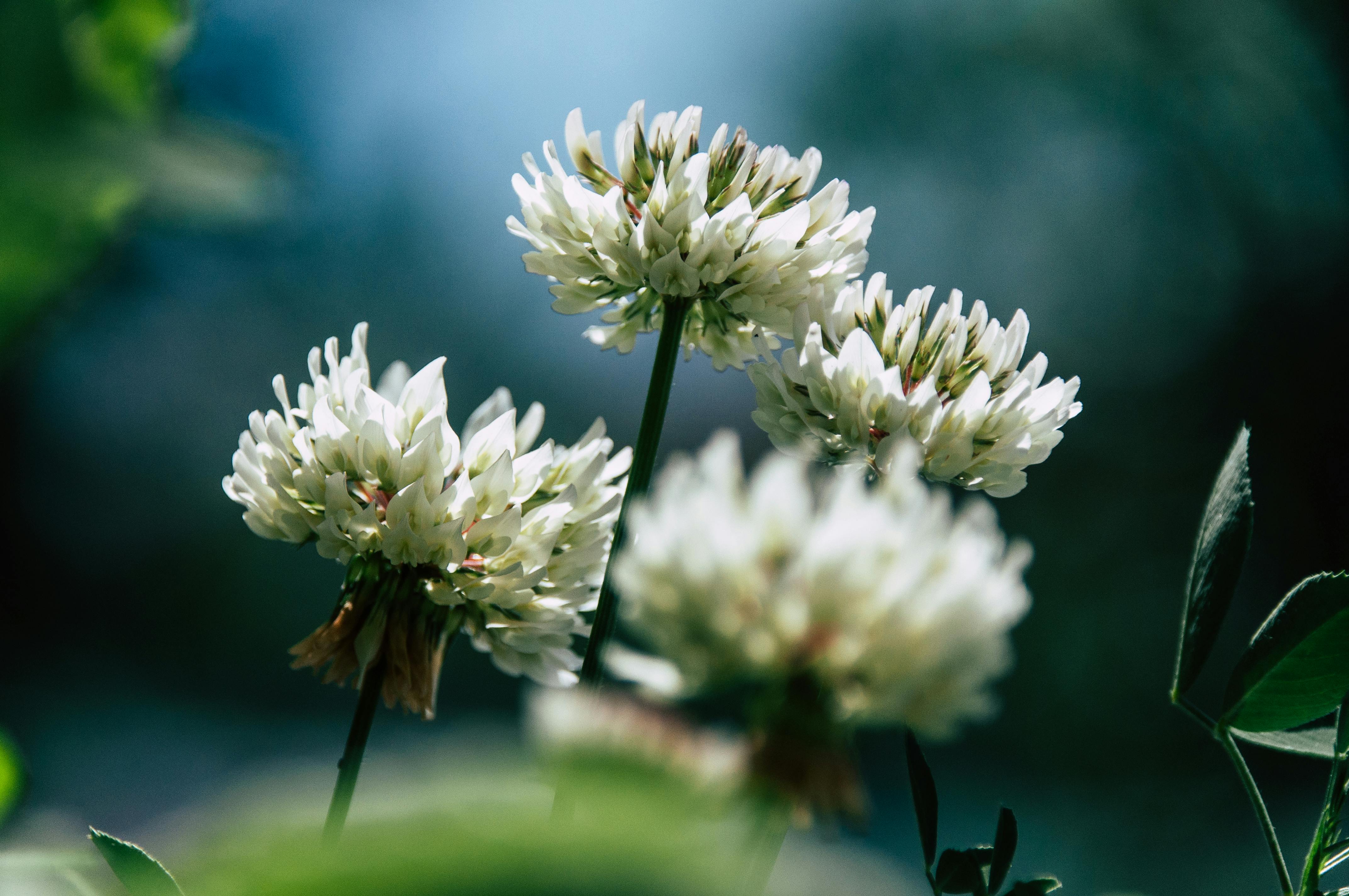 ฟรี ภาพมาโครระยะใกล้ของดอกโคลเวอร์สีขาวที่กำลังบานสะพรั่ง โดยมีฉากหลังเป็นธรรมชาติที่เบลอๆ คลังภาพถ่าย