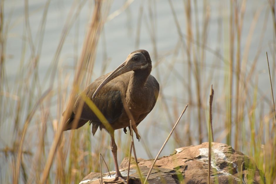Wattled ibis standing on a rock amidst tall reeds by a calm water body, showcasing serene natural beauty.