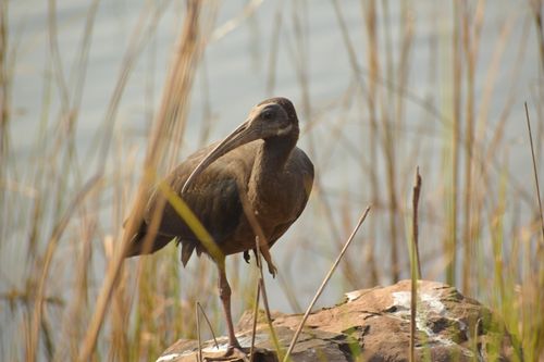 Free Wattled ibis standing on a rock amidst tall reeds by a calm water body, showcasing serene natural beauty. Stock Photo