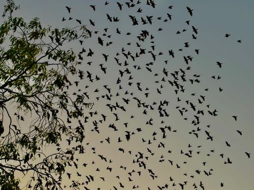 Miniopteridae Tree Nighttime Flight of Natal Long-fingered Bats · Free Stock Photo