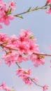 Beautiful Pink Cherry Blossoms Against Blue Sky