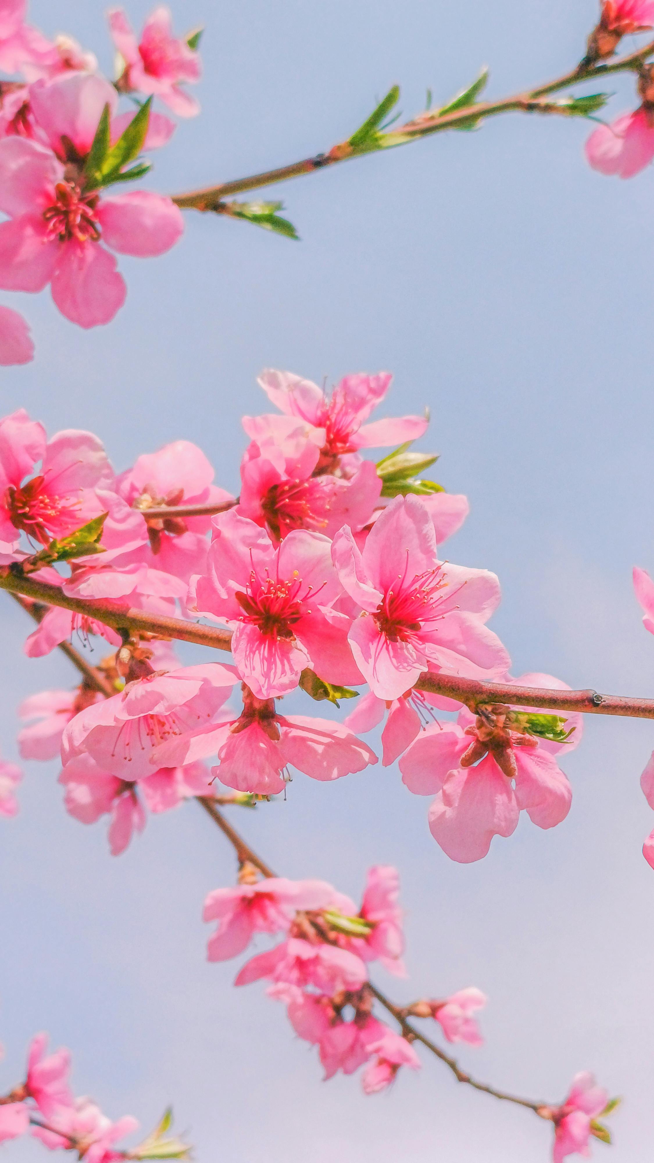 Beautiful Pink Cherry Blossoms Against Blue Sky