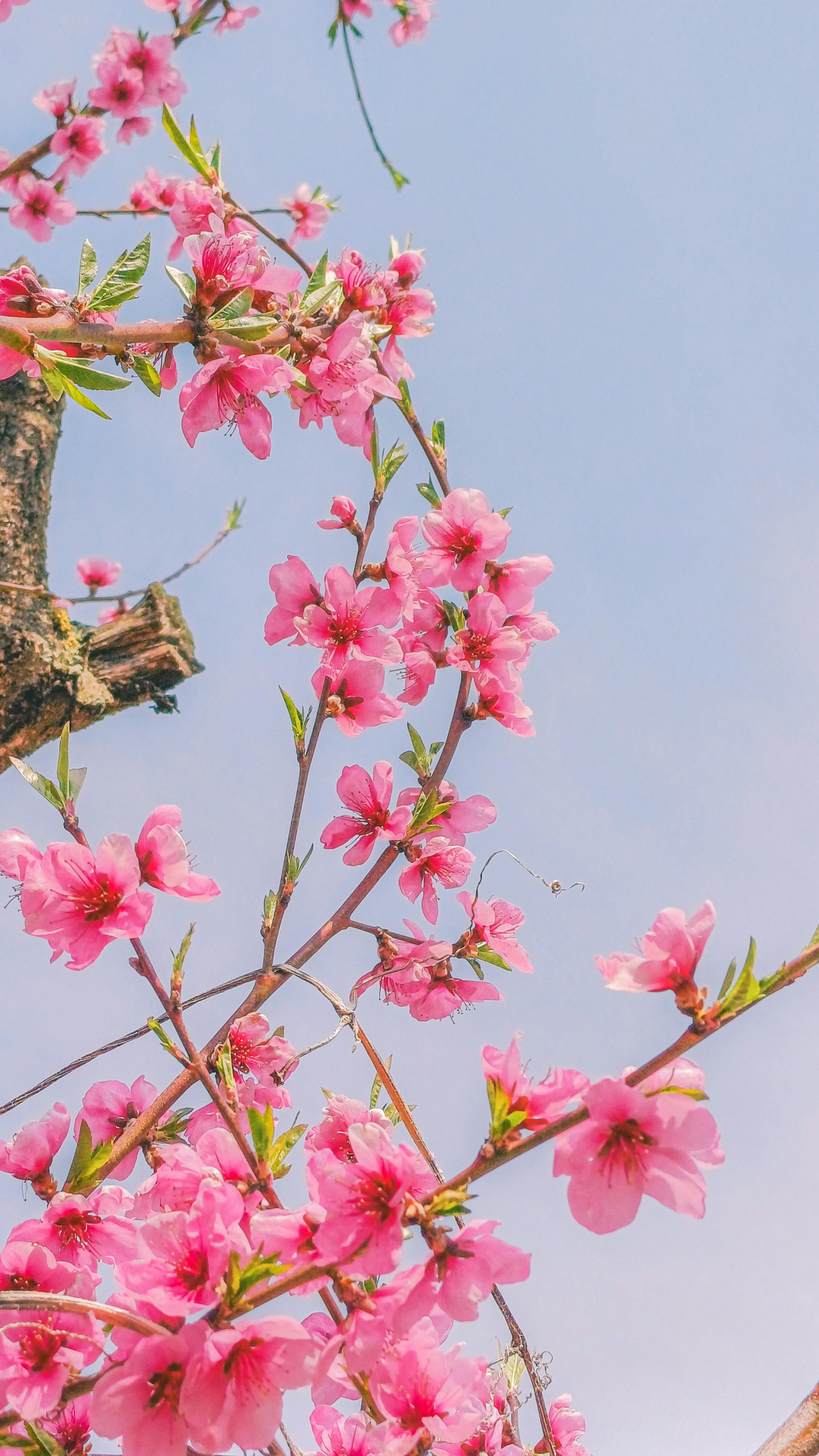 Beautiful pink cherry blossoms with green leaves under a clear blue sky, symbolizing spring's arrival.