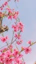 Vibrant Pink Cherry Blossoms Against Blue Sky