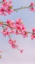 Beautiful Spring Blossoms on Peach Tree Branches