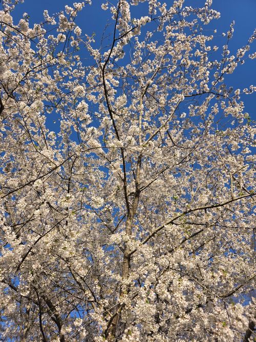 Free Stunning cherry blossoms in full bloom set against a clear blue sky, capturing the essence of spring. Stock Photo